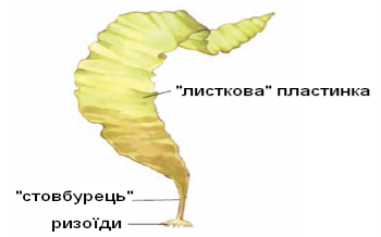 Нижчі спорові рослини Відділ Бурі водорості, характеристика ...